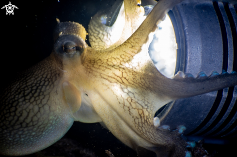 A Coconut octopus