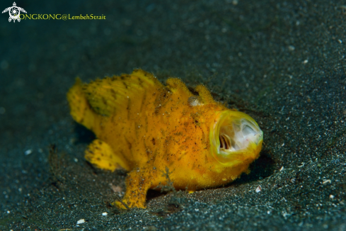 A Giant Frogfish