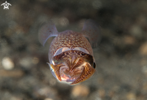 A European common squid