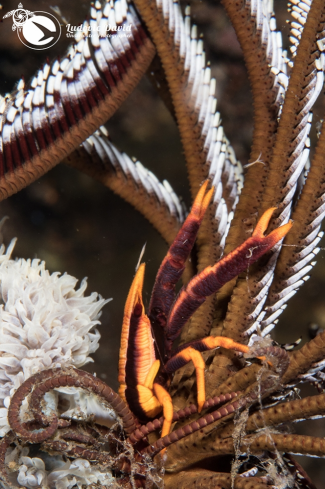 A Allogalathea babai | Baba's Crinoid Squat Lobster