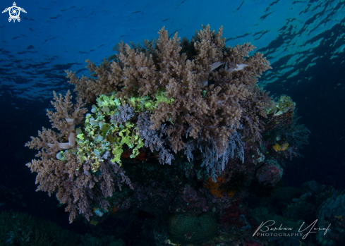 A Softcorals