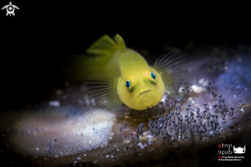 A Lubricogobius exiguus | yellow goby