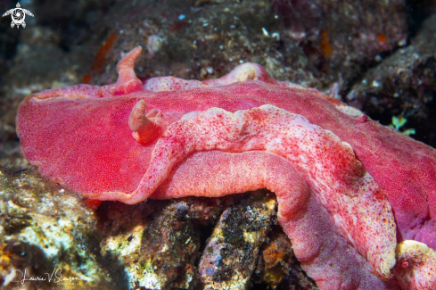 A Hexabranchus sanguineus | Spanish Dancer