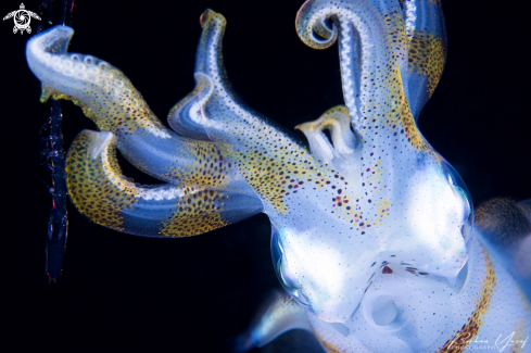 A Sepioteuthis lessoniana | Squid