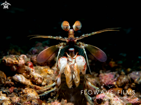 A Pink-Eared Mantis Shrimp