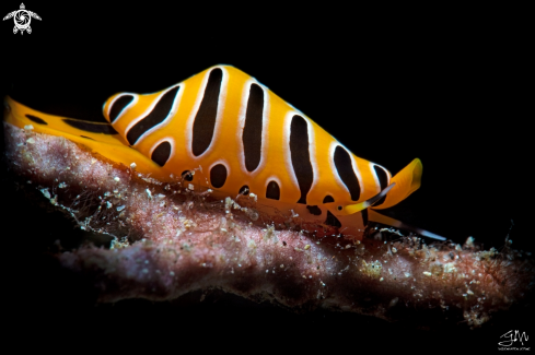 A Cuspivolva tigris | Tiger egg cowry