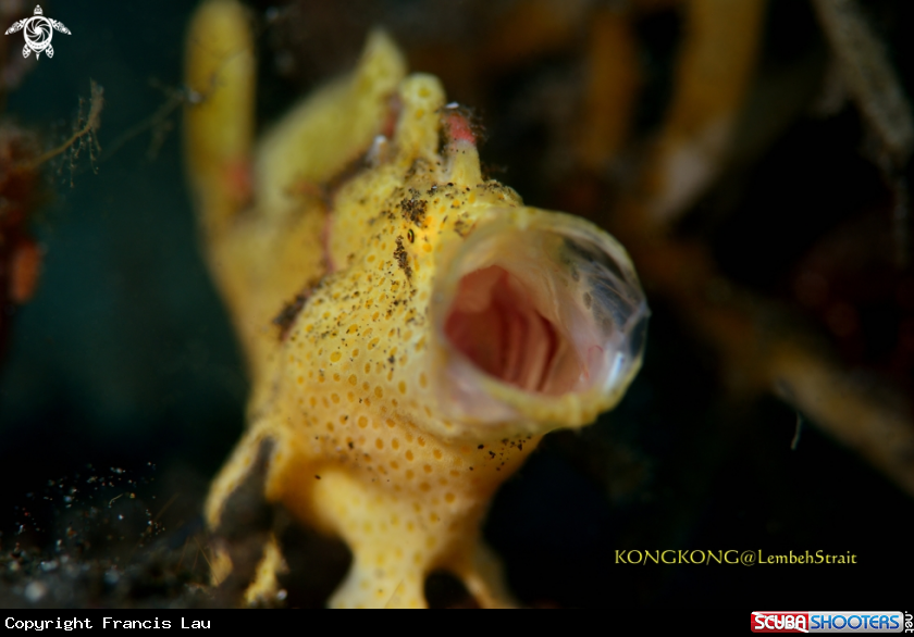 A Juvenile Painted Frogfish
