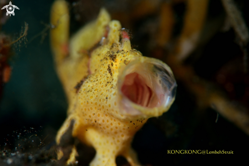 A Juvenile Painted Frogfish