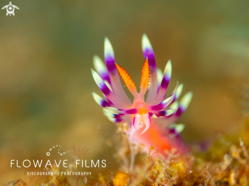 A Desirable Flabellina