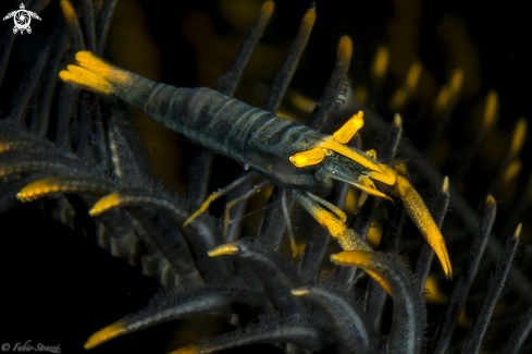 A Crinoid shrimp