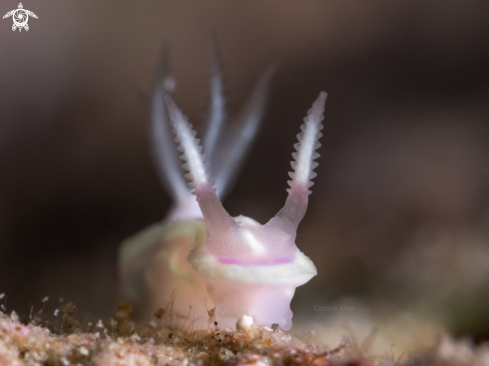 A Ceratosoma nudi