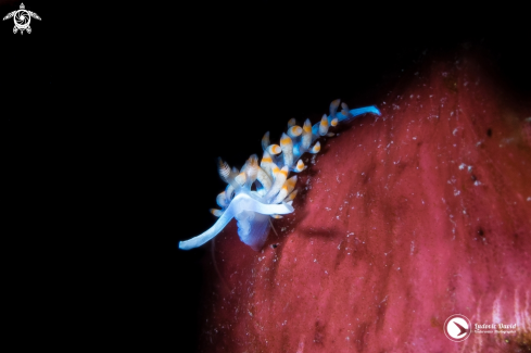 A Bicolor Flabellina Nudibranch