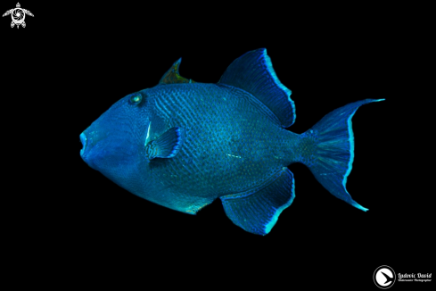 A Blue Triggerfish