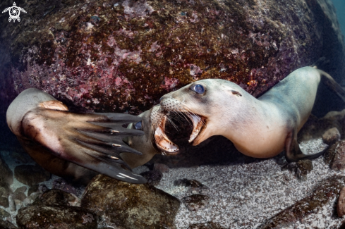 A Zalophus californianus | California Sea Lions