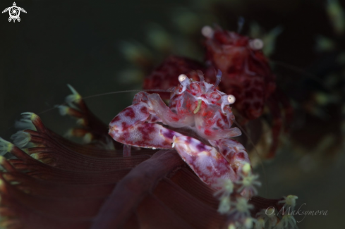 A Soft Coral Porcelain Crab