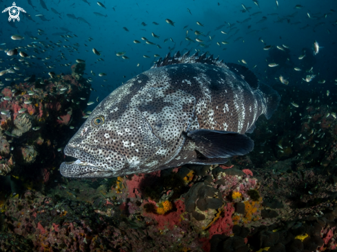 A Malabar Grouper