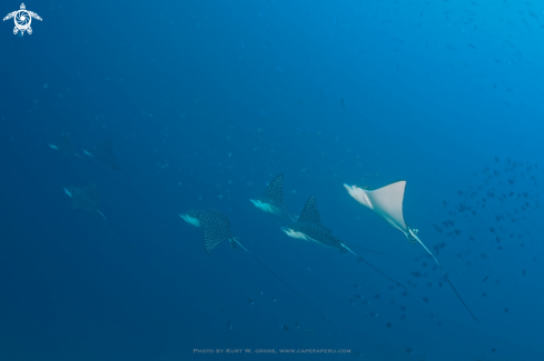 A Aetobatus oceliatus | Spotted Eagle Ray