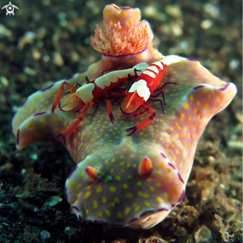 A Zenopontonia rex on Ceratosoma tenue | Two Emperor Shrimps on a Nudibranch