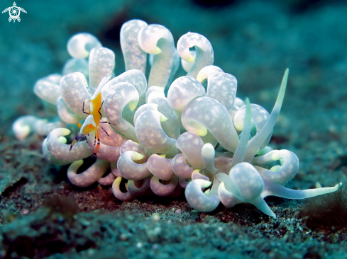 A Phyllodesmium magnum with Zenopontonia rex | Emperor Shrimp on Phyllodesmium Nudibranch