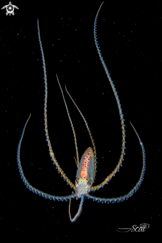 A Incirrata | Long Arm Octopus