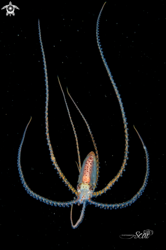 A Long Arm Octopus