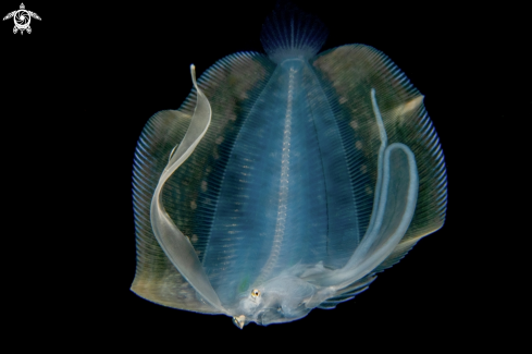 A Flounder