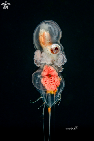 A Paper Nautilus