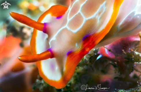 A Nudibranch