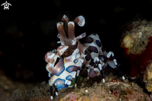 A Harlequin shrimp