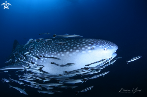 A Whale Shark