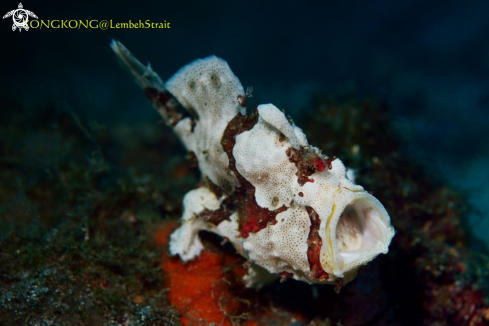 A Warty Frogfish