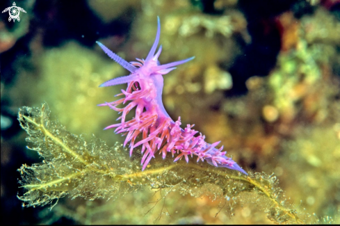 A Flabellina