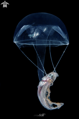 A Jelly Fish Prey