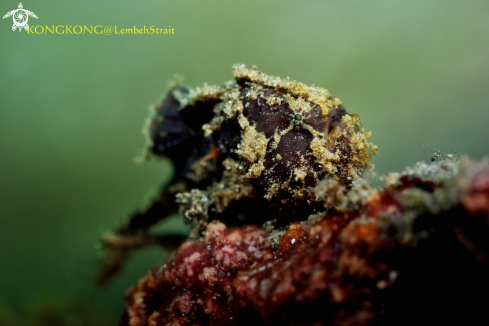 A Warty Frogfish