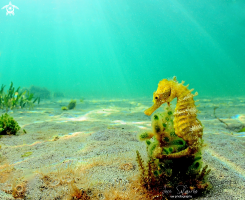 A Hippocampus Guttulatus | Seahorse