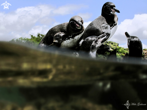 A Spheniscus mendiculus (Sundevall, 1871) | Galapagos Penguin