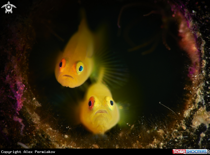 A Yellow pygmy goby