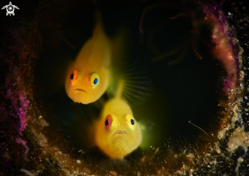 A Yellow pygmy goby