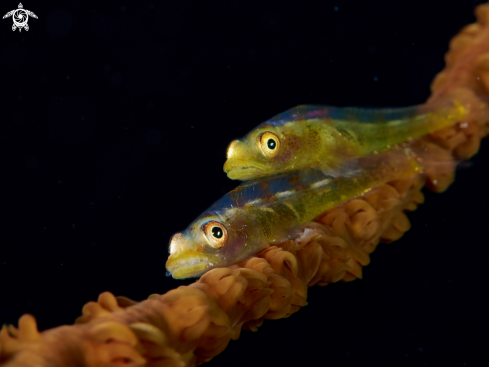 A Wire coral goby