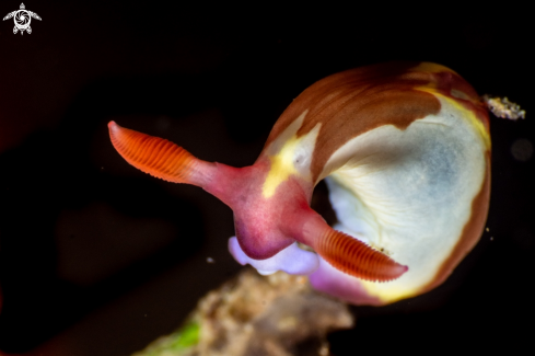 A Nembrotha chamberlaini