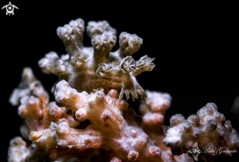 A Hard coral Nudibranch Sea Slug - Nudibranch