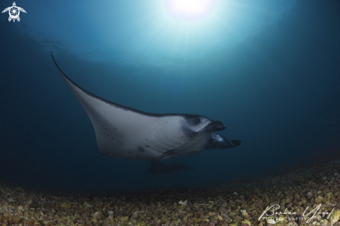 A Manta birostris | Manta ray