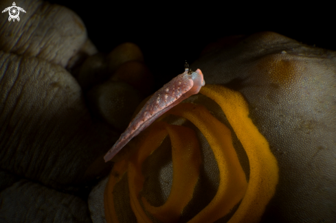 A NUDIBRANCH