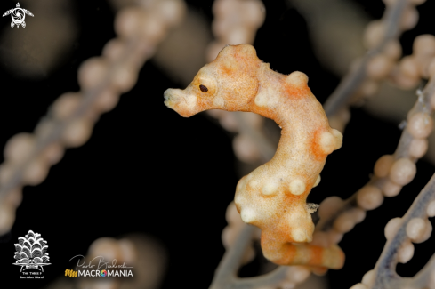 A Denise's pygmy seahorse
