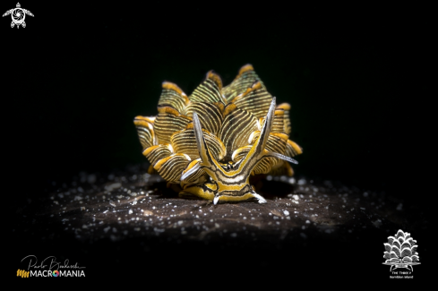 A Cyerce nigra | Tiger butterfly sea slug