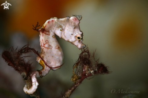 A Pontoh's pygmy seahorse (Hippocampus pontohi)