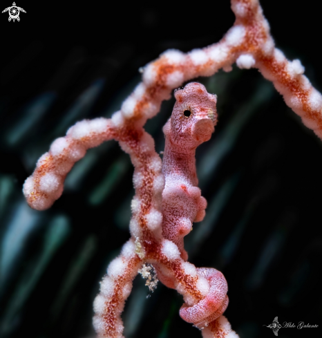 A Pygmy Seahorse