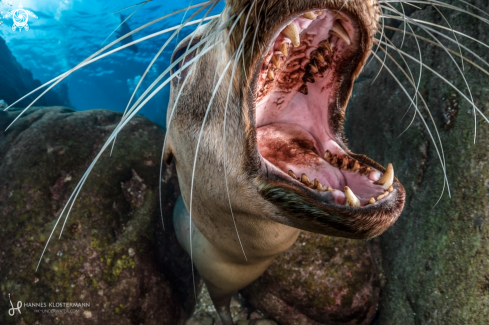 A California Sea Lion
