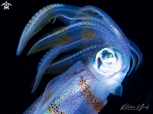 A Sepioteuthis lessoniana | Squid