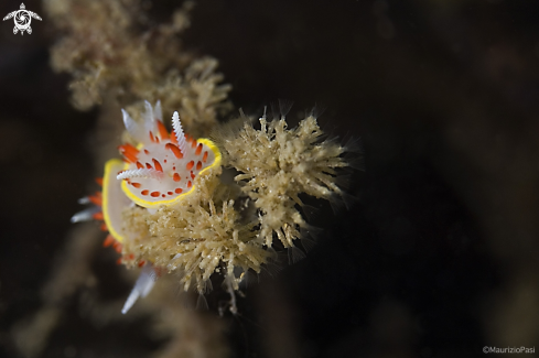 A Diaphorodoris papillata | Doride papille rosse